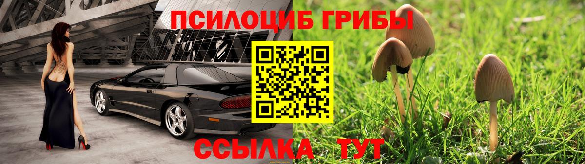 Галлюциногенные грибы Psilocybe Димитровград